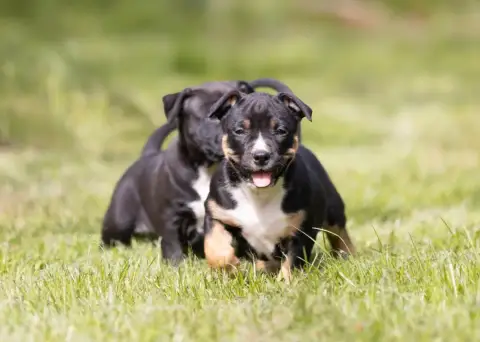 American Staffordshire Terrier  Bagheera Du Chemin De a7549
