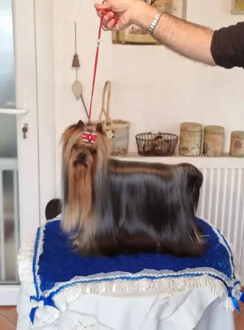 Yorkshire Terrier  Chiot 4 Du Logis De Beaumanoir photo 2