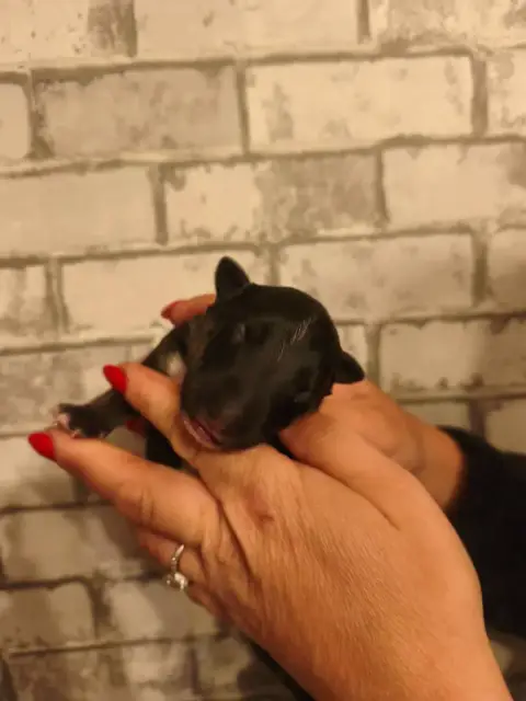 Bull Terrier Miniature  Chiot N°1 Of Secret'S Sources e4133 photo 2