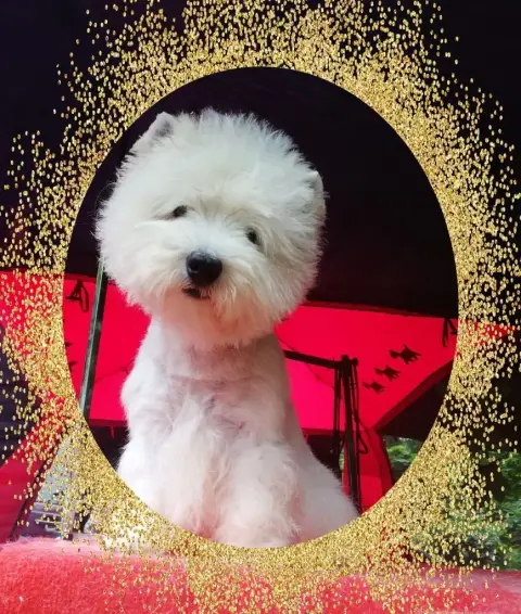 West Highland White Terrier  Chiot N°5 De Biguinine ee24d photo 2