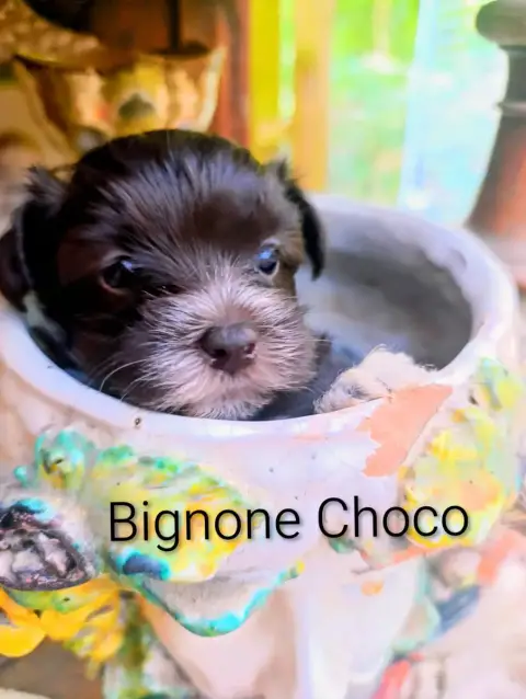 Bichon Havanais  Bignone Choco Coeur De Masai