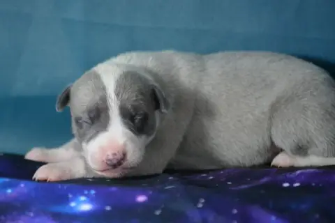 Whippet  Blue Du Coquelicot Bleu