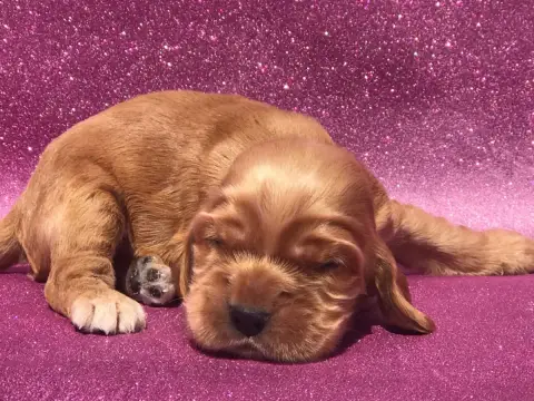 Cocker Spaniel Anglais
