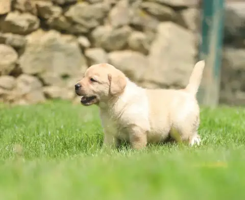 Labrador Retriever  Sans Collier (Foncé) Du Bois De L 0281e