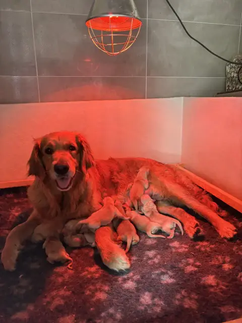 Golden Retriever  Chiot N°4 Du Domaine Du Goldheur