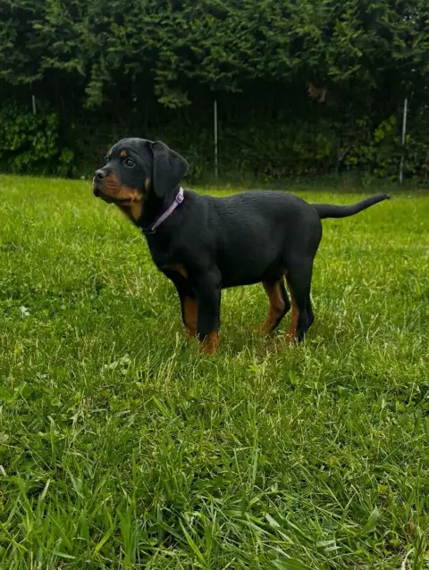 Rottweiler  Baya Du Valhalla Des Anges Noirs