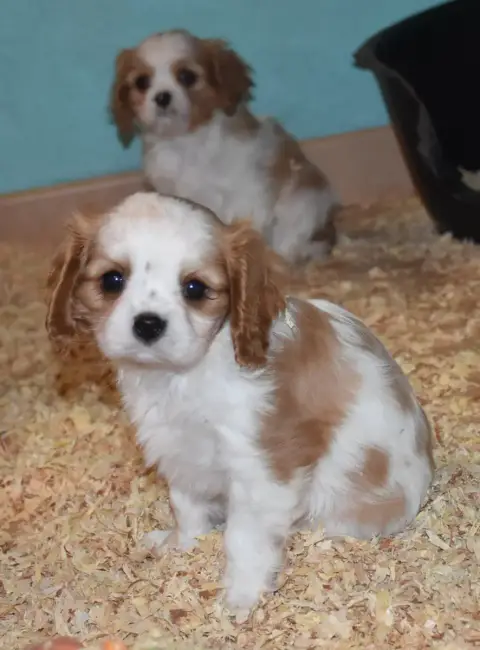 Cavalier King Charles Spaniel  Beth De La Combe Berai d9ca8