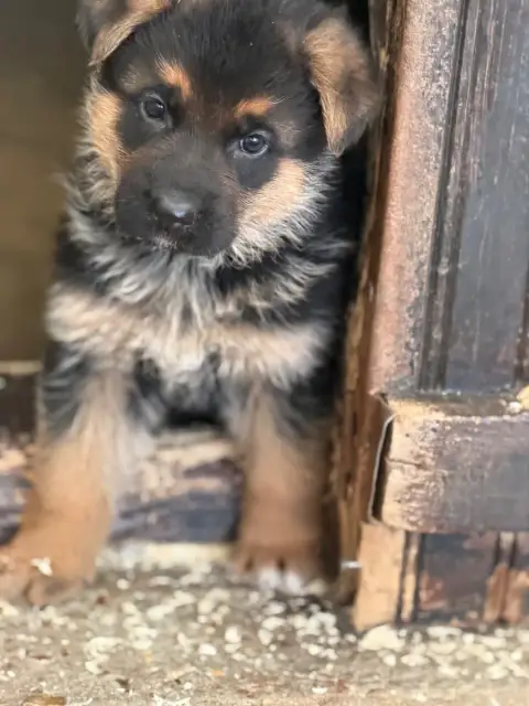 Berger Allemand  Chiot N°1 Du Moulin De Madjurie