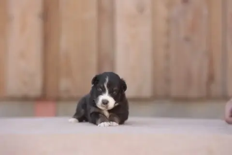 Berger Australien 
                        Chiot 1 De 0696e