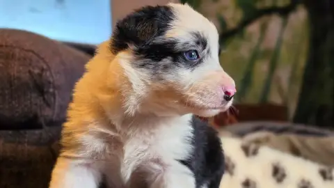 Border Collie  Bleu Merle Tricolore Des Lacs De La Co 0332e photo 3