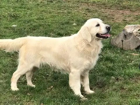 Golden Retriever photo 3