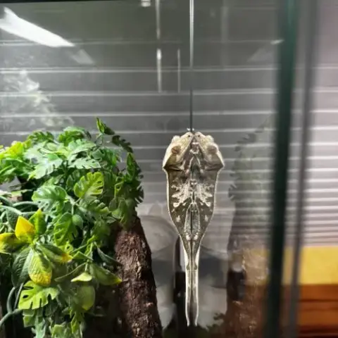 Gecko À Crête