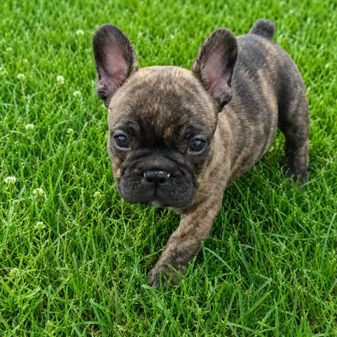 Bouledogue Français  Baronne Lilybelle Du Monde De Ca fce05 photo 2