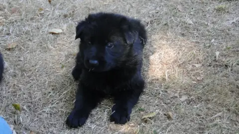 Berger Allemand  Chiot N°2 Du Glaive Noir