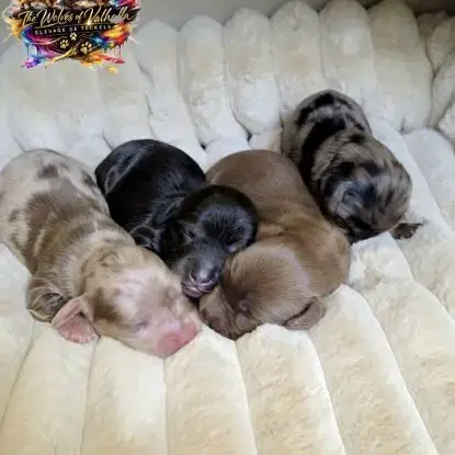 Chiots Teckels Nains Et Kaninchens Poils Longs