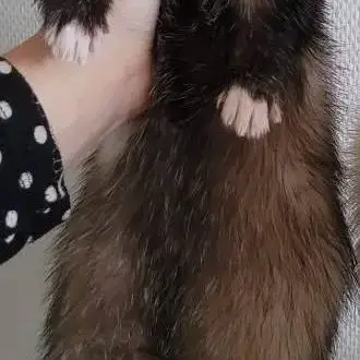 Bebe Furet