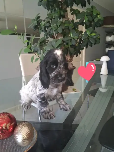Cocker Spaniel Anglais  Chiot 1 Bleu Du Bois Des Volc 951bc photo 2