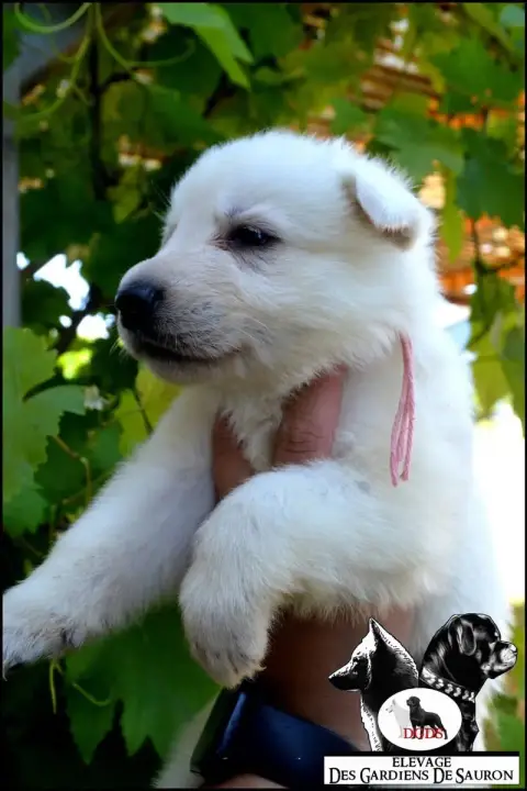 Berger Blanc Suisse photo 2