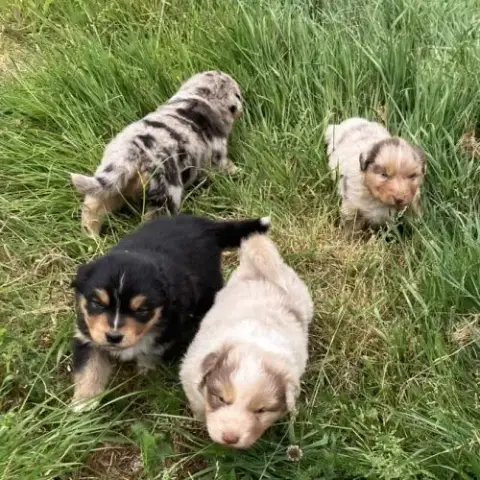 Chiots Berger Australien Lof