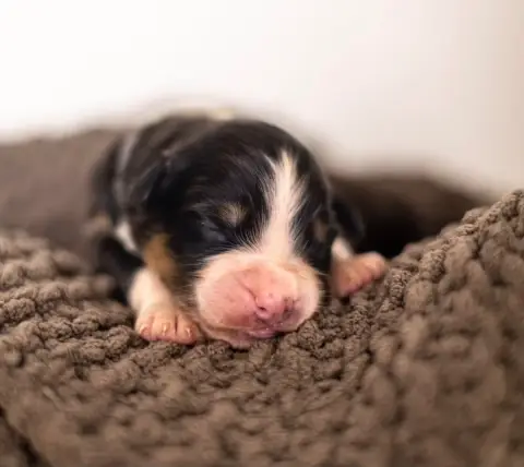 Berger Australien  Beautiful Black Shepherds Of Dream 3c541