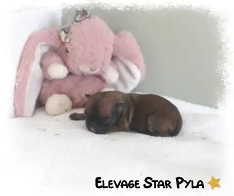 Chihuahua  Bonnie Belle Star Pyla