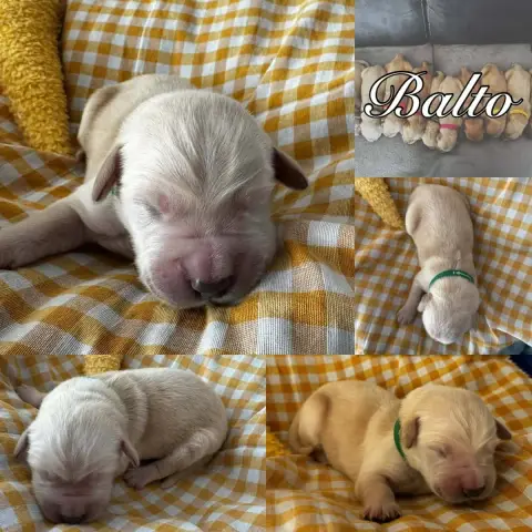 Golden Retriever  Balto Du Domaine Des Belles Aubois 733d9 photo 2