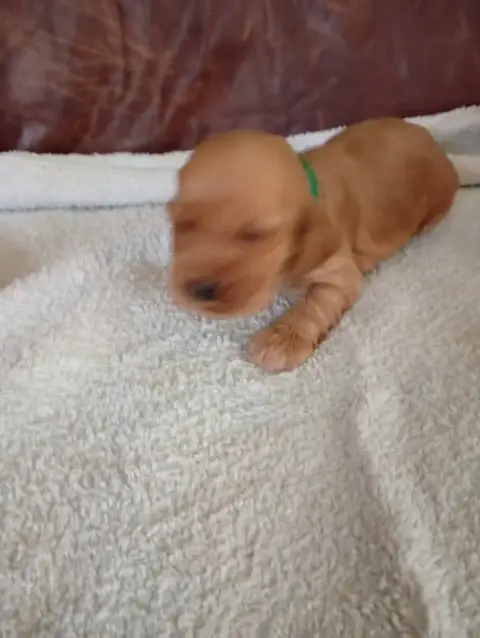Cocker Spaniel Anglais  Male Collier Vert Du Tertre D e8f83