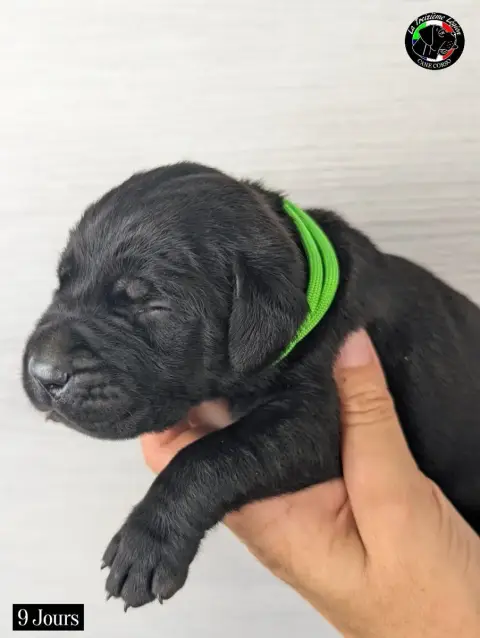 Adopter Cane Corso 
                        Collier Vert Fluo 7077d