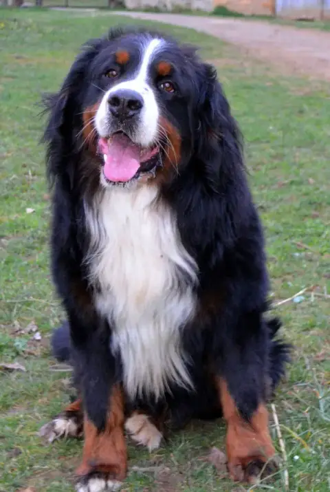 Bouvier Bernois  Balou Du Clos De Favras photo 3