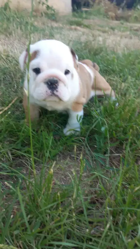 Bulldog Anglais  B Stocky Family