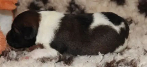 Fox Terrier Poil Lisse  Chiot photo 3