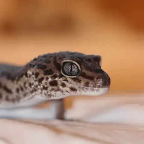 Gecko Léopard