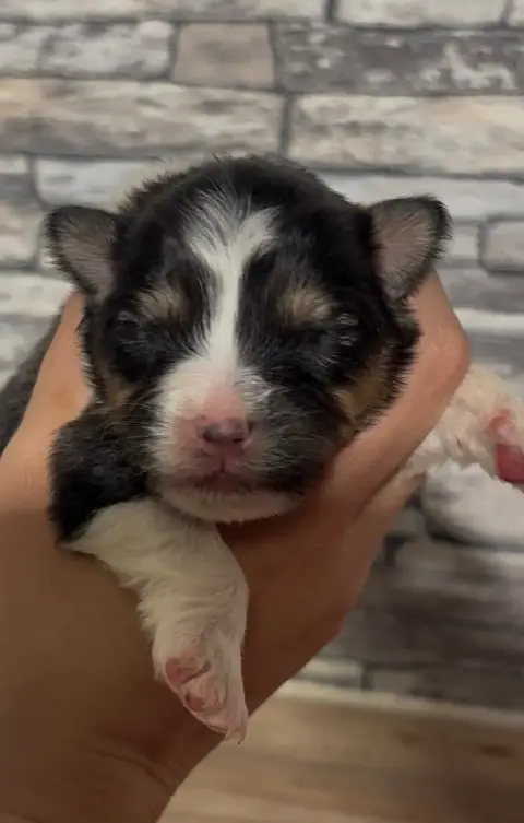 Berger Australien  Chiot 8 De L'Aussie Happy