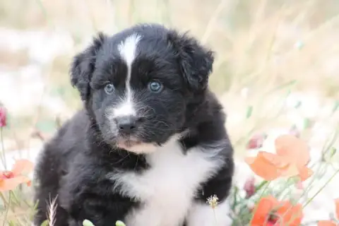 Berger Australien  Chiot N°1 De L'Esprit Blanc Des Mo 49cb0