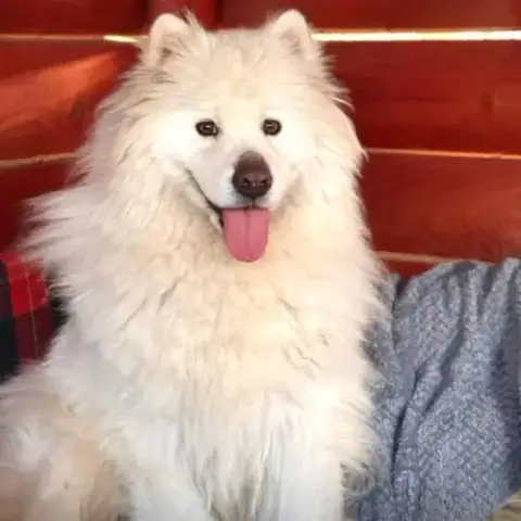 Athos Recherche Famille D'Adoption Urgente !