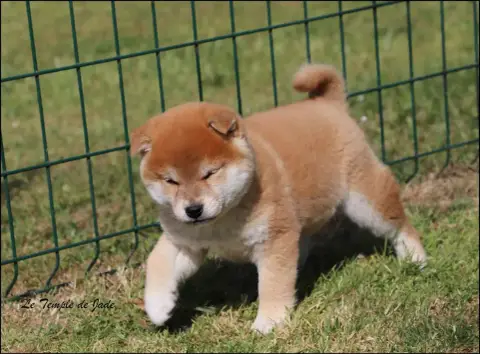 Shiba  Bounty Du Temple De Jade