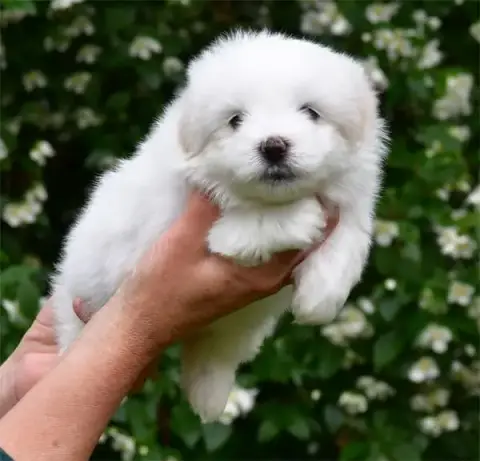 Coton De Tulear  Chiot N°4 De Dame Nature