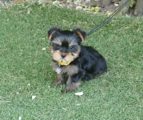 Yorkshire Terrier photo 2
