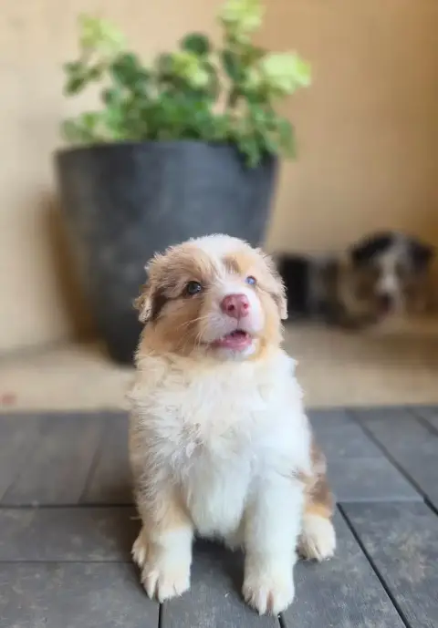 Berger Australien  Chiot