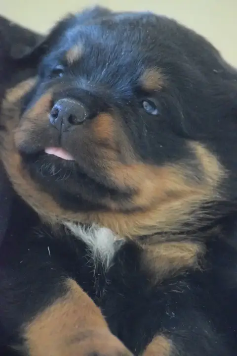 Rottweiler photo 2