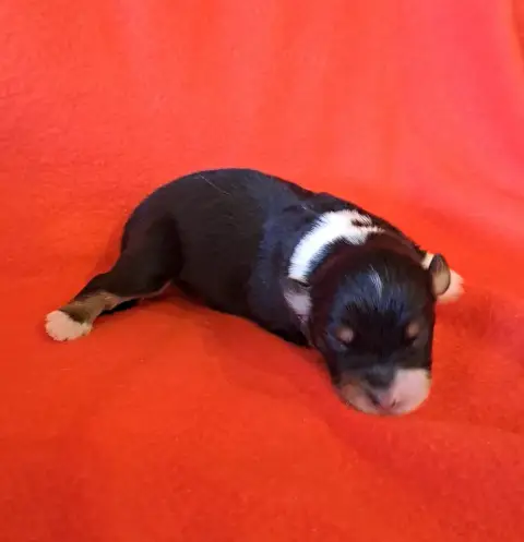 Berger Australien  Chiot 2 De La Pierre Du B'Ressieux 9c4c9