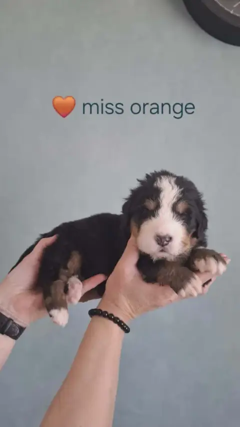 Bouvier Bernois  Miss Orange Du Domaine Dolysnow