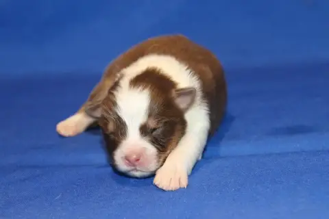 Berger Australien  Chiot N°1 Du Domaine De La Canurie e2dcd