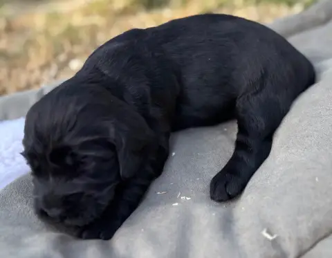 Cocker Spaniel Anglais  B.................... Des Eta 3ade4 photo 3