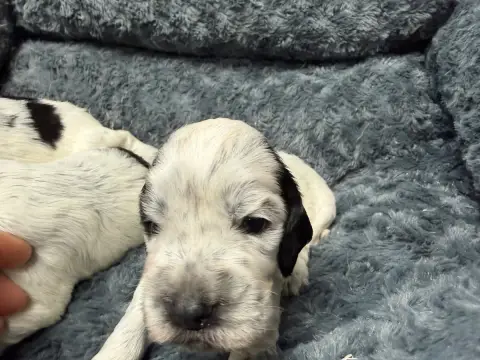 Cocker Spaniel Anglais  Chiot N°1 Du Moulin De Madjur c9c2b