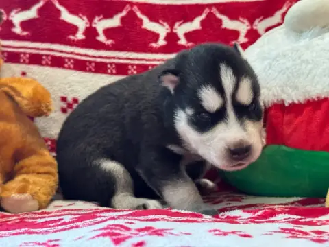 Siberian Husky  Bowie Mahigan photo 3