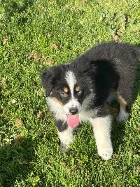 Berger Australien  Bandit Du Hameau De Roxane