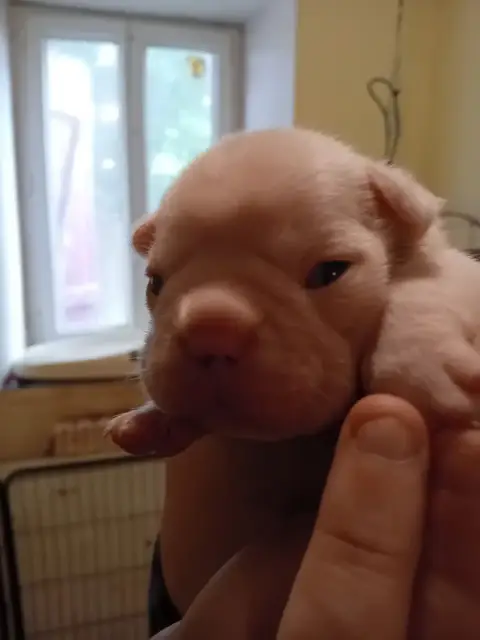 Bouledogue Français  Chiot N°3 Da Cidade Invicta