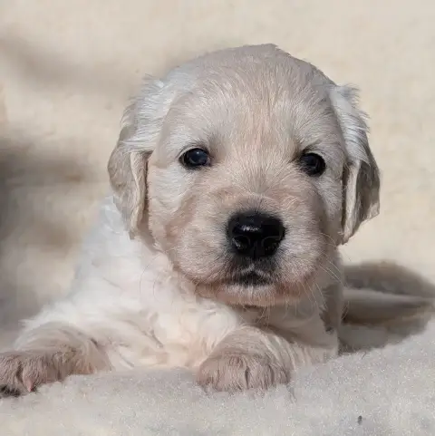 Golden Retriever  Baila De L'Esprit D'Oural