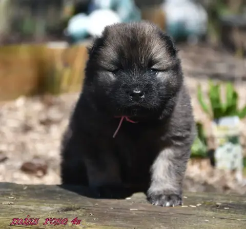 Eurasier  Chiot 7 Des Legendes De Retz